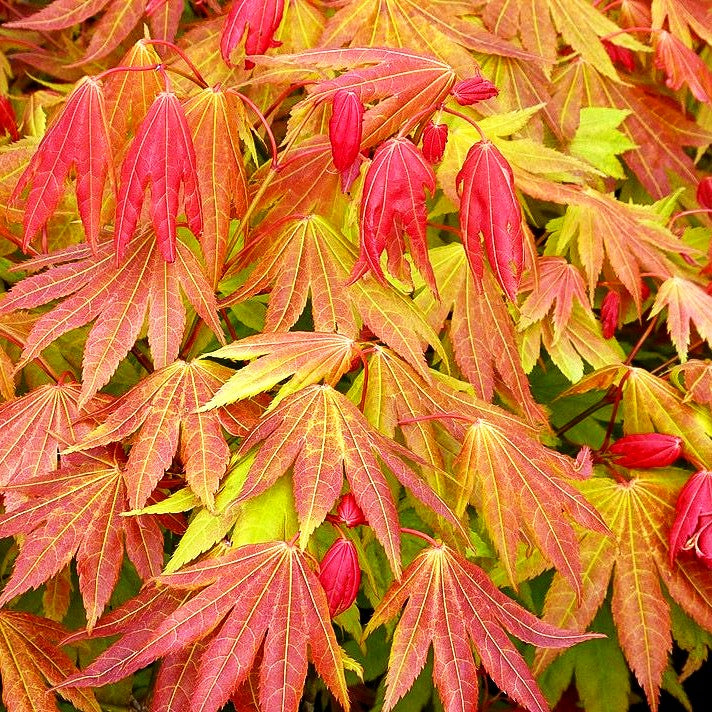 Japanischer Gold-Ahorn 'Moonrise' (Acer shirasawanum)