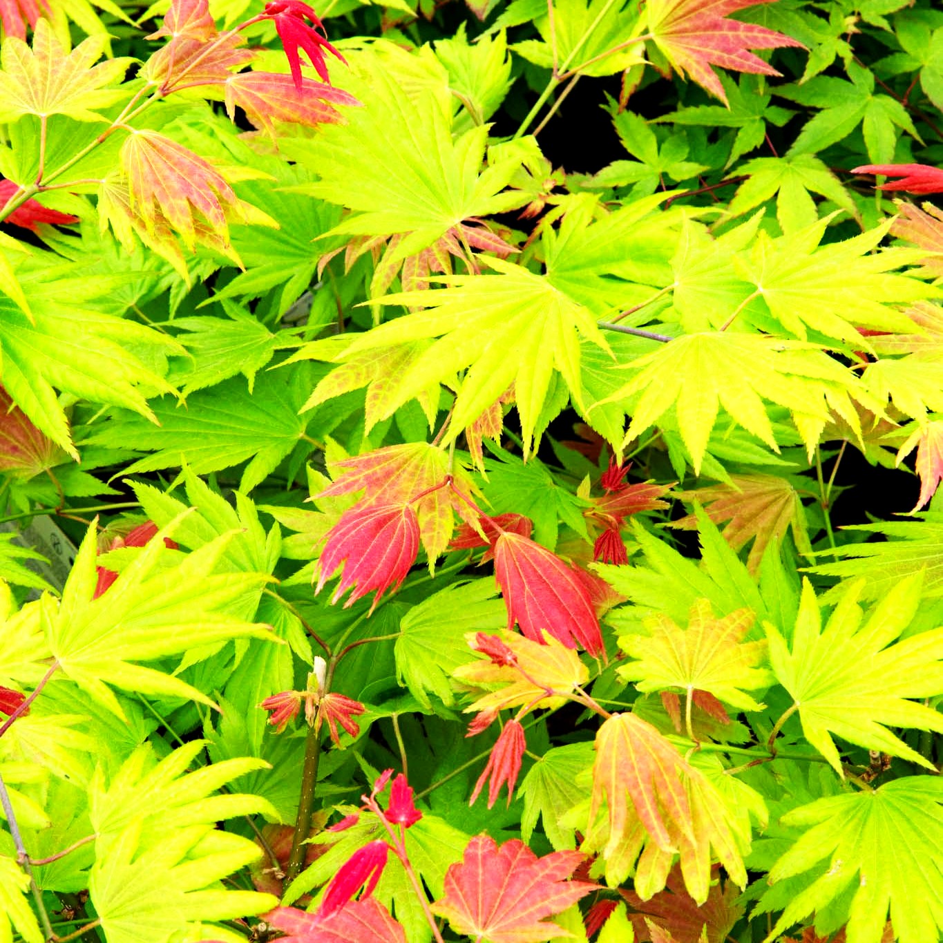 Japanischer Gold-Ahorn 'Moonrise' (Acer shirasawanum)
