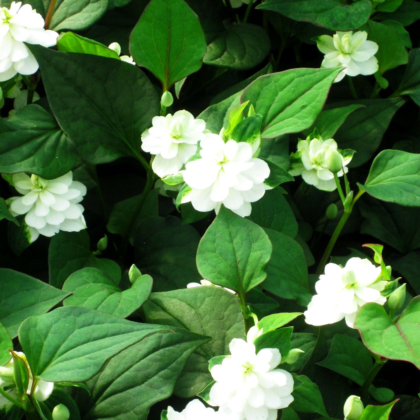Japanischer Koriander, Vap Ca 'Plena' (Houttuynia cordata)
