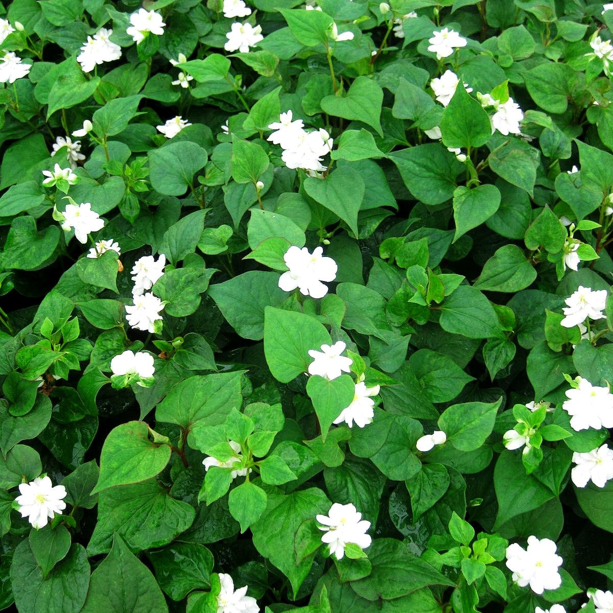 Japanischer Koriander, Vap Ca 'Plena' (Houttuynia cordata)