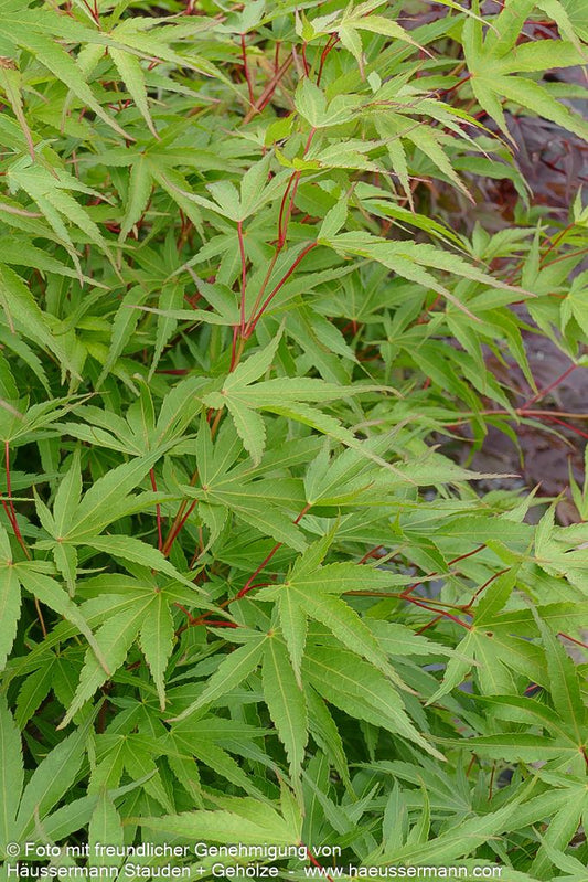 Japanischer Korkrinden-Ahorn 'Arakawa' (Acer palmatum)