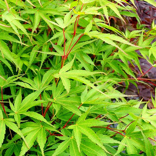 Japanischer Korkrinden-Ahorn 'Arakawa' (Acer palmatum)