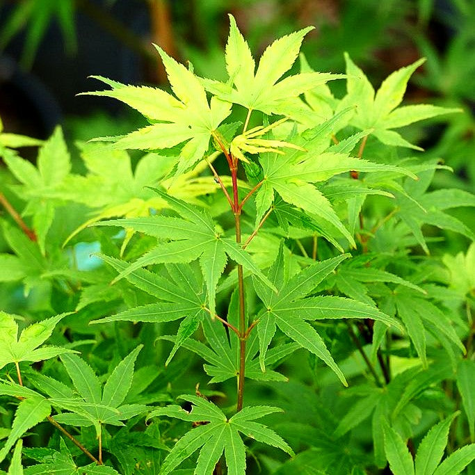 Japanischer Korkrinden-Ahorn 'Arakawa' (Acer palmatum)