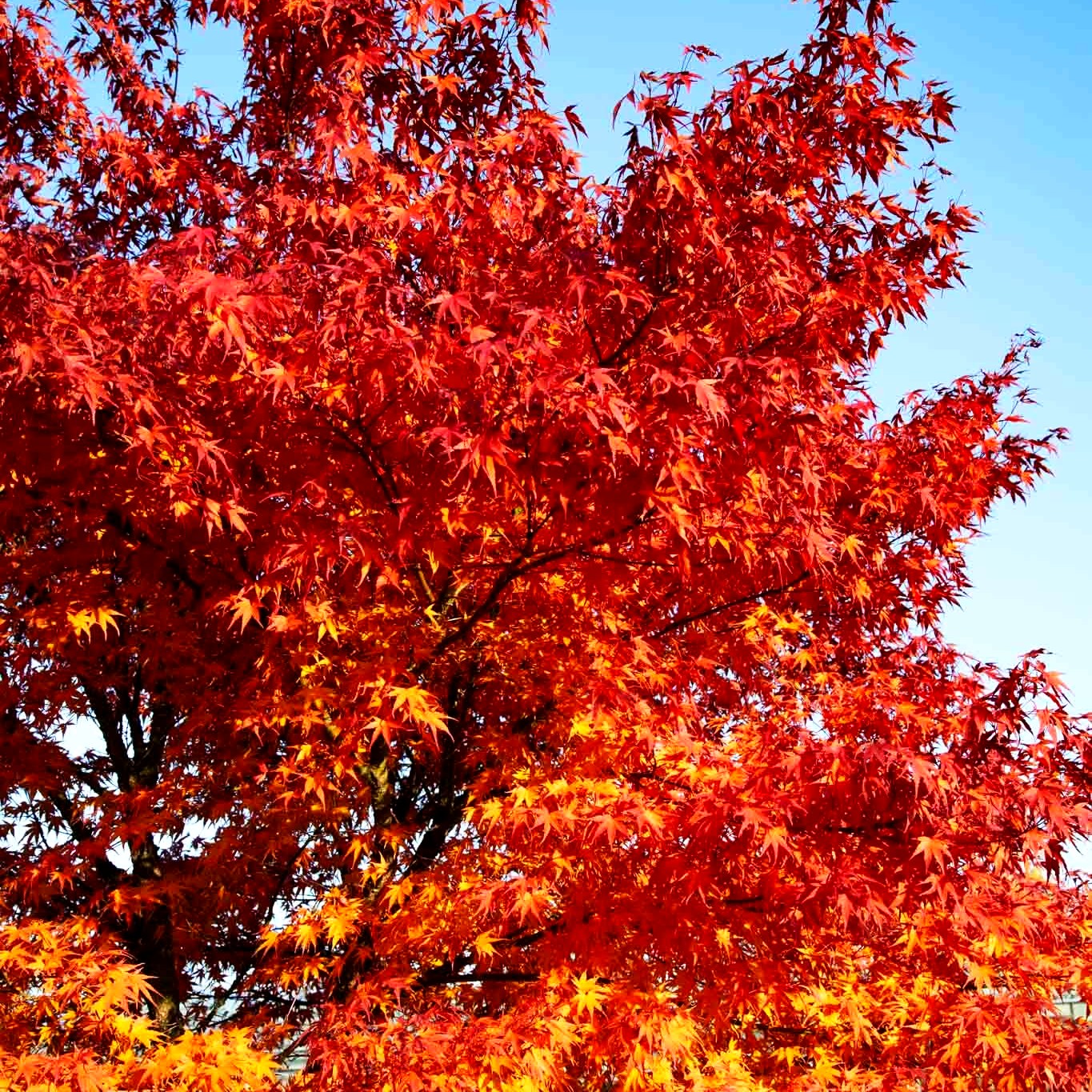 Japanischer Korkrinden-Ahorn 'Arakawa' (Acer palmatum)
