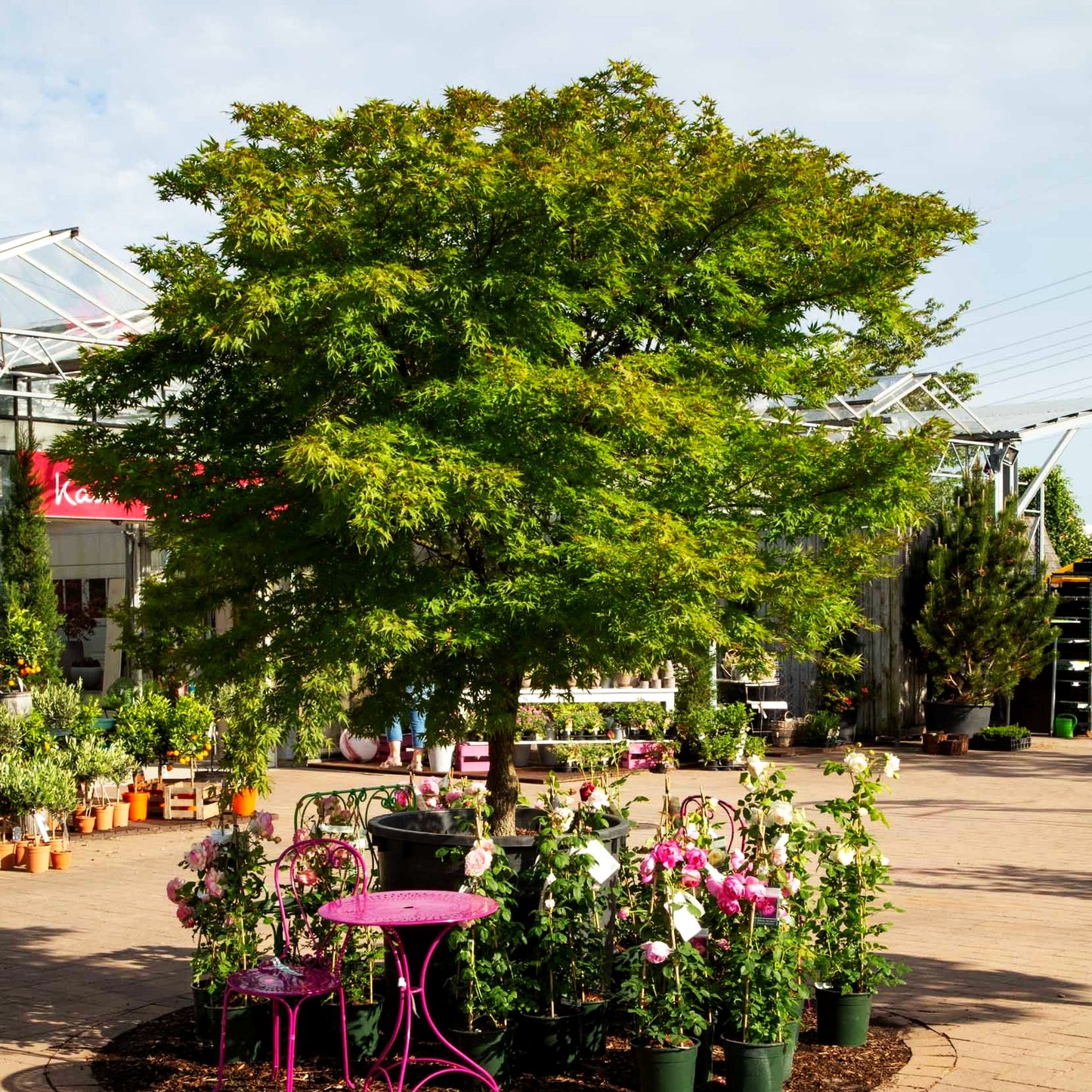 Japanischer Korkrinden-Ahorn 'Arakawa' (Acer palmatum)