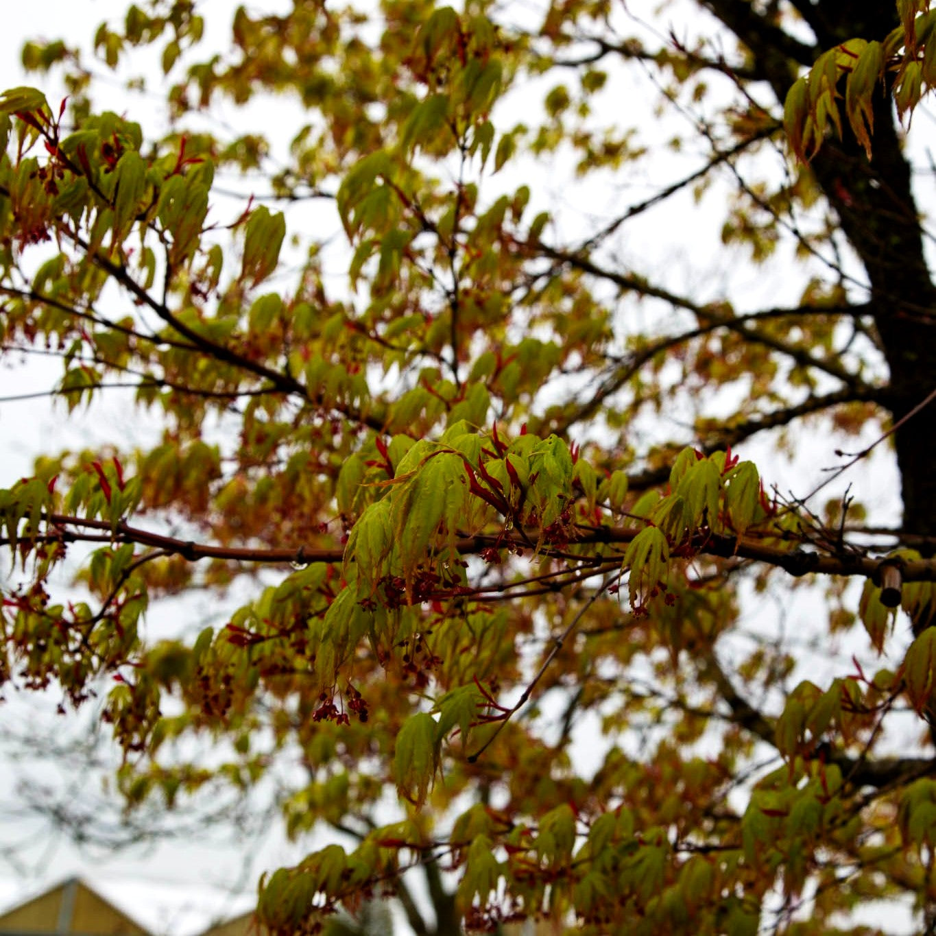 Japanischer Korkrinden-Ahorn 'Arakawa' (Acer palmatum)
