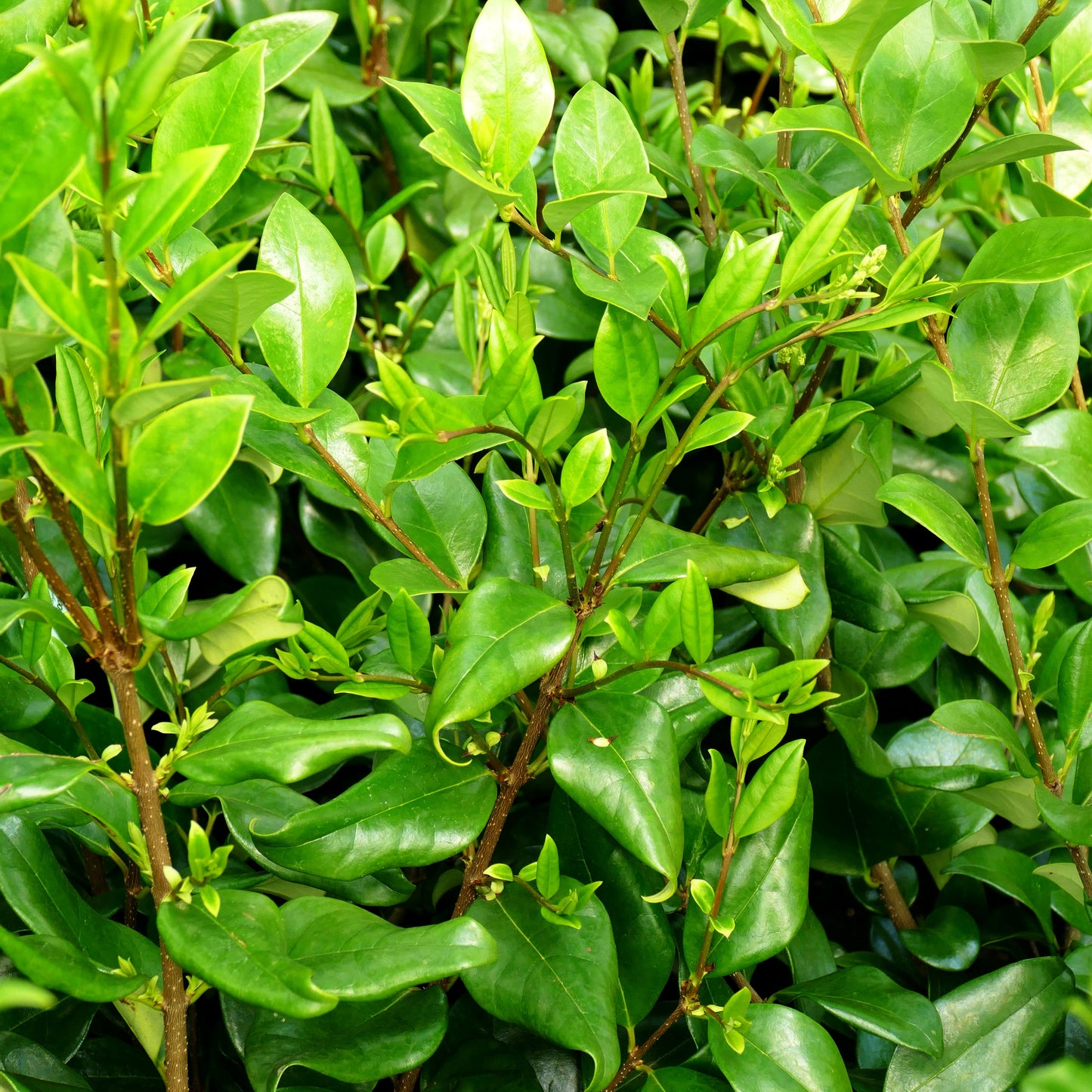 Japanischer Liguster 'Texanum' (Ligustrum japonicum)