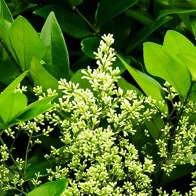 Japanischer Liguster 'Texanum' (Ligustrum japonicum)
