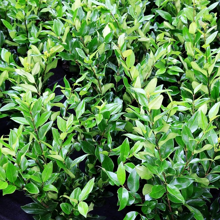 Japanischer Liguster 'Texanum' (Ligustrum japonicum)