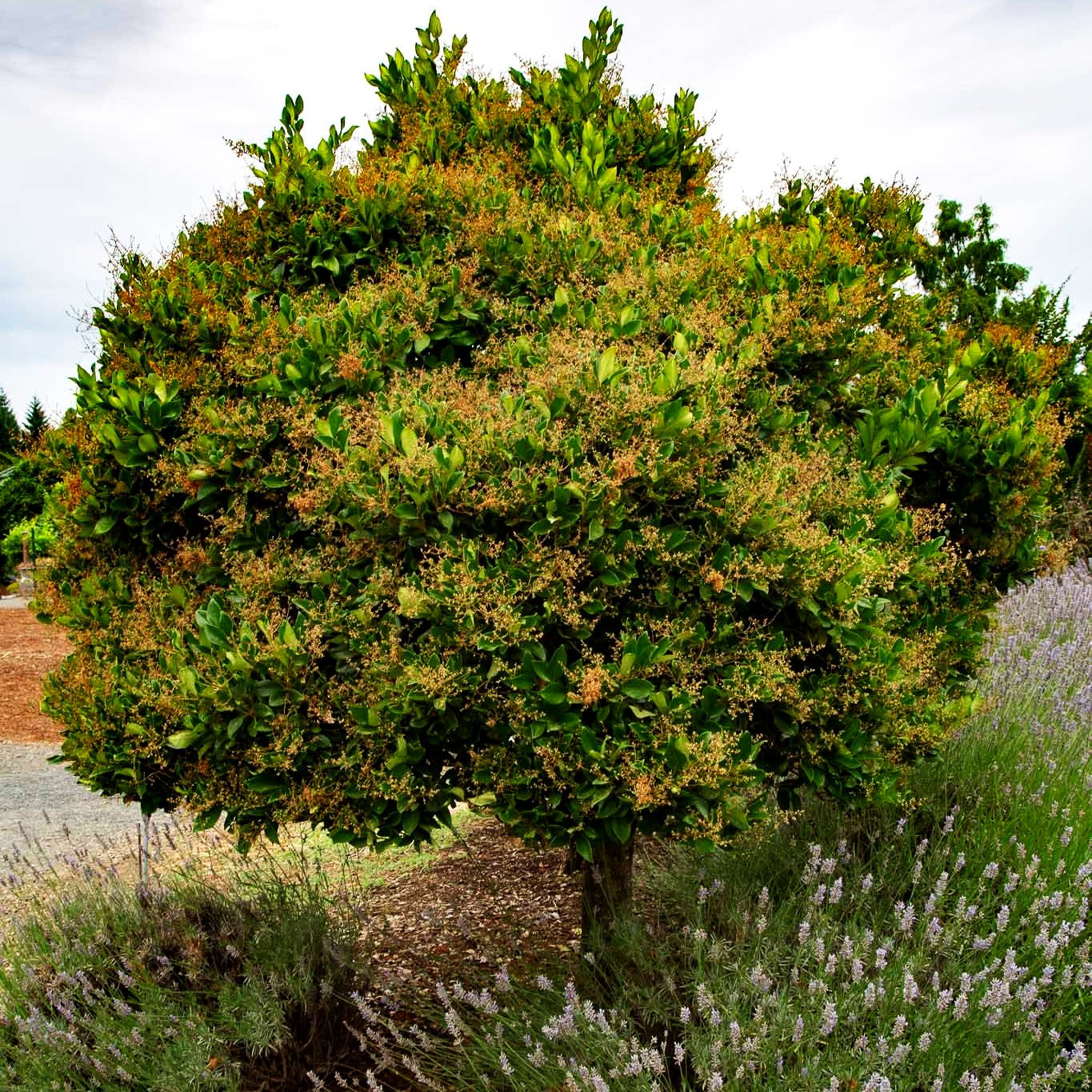 Japanischer Liguster 'Texanum' (Ligustrum japonicum)
