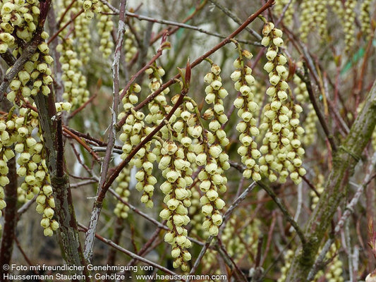 Japanischer Perlschweif (Stachyurus praecox)