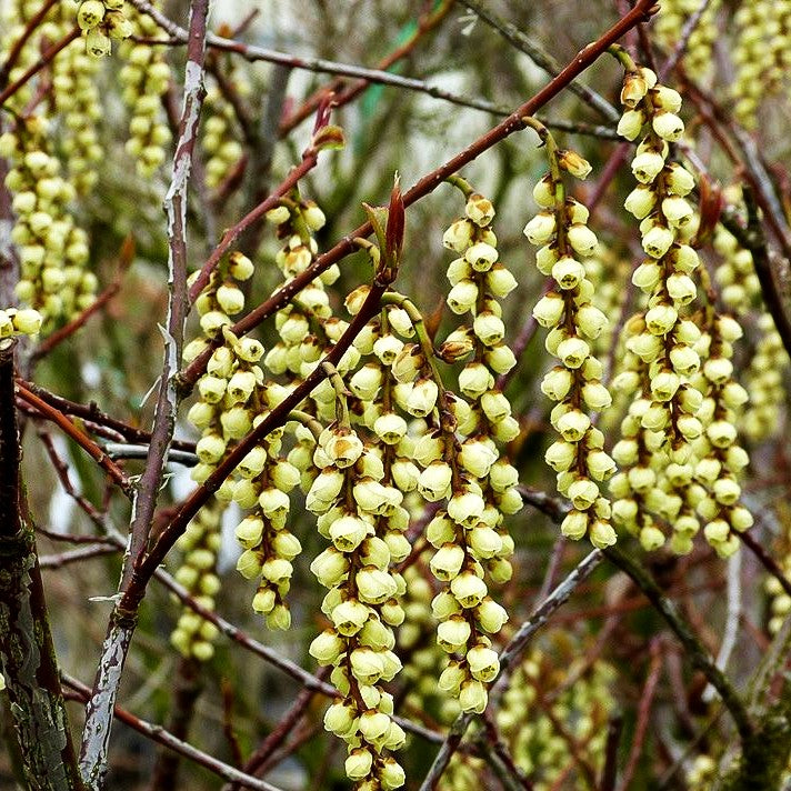 Japanischer Perlschweif (Stachyurus praecox)