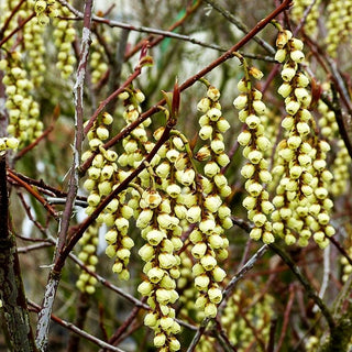 Japanischer Perlschweif (Stachyurus praecox)
