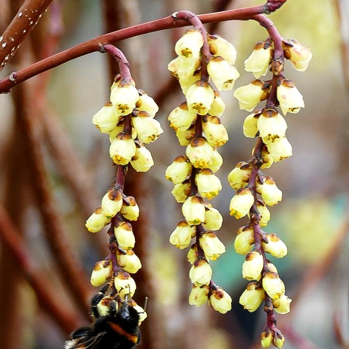 Japanischer Perlschweif (Stachyurus praecox)