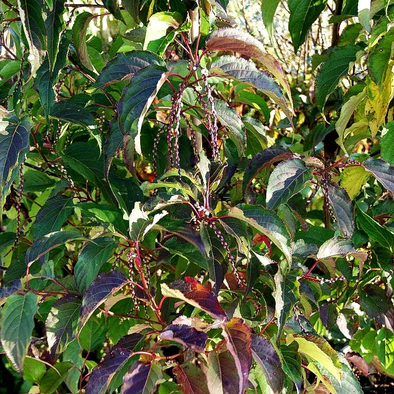 Japanischer Perlschweif (Stachyurus praecox)