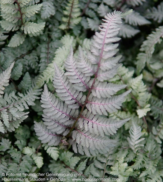 Japanischer Regenbogenfarn 'Burgundy Lace' (Athyrium niponicum)