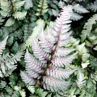 Japanischer Regenbogenfarn 'Burgundy Lace' (Athyrium niponicum)
