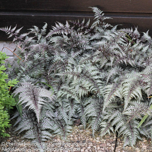 Japanischer Regenbogenfarn 'Metallicum' (Athyrium niponicum)