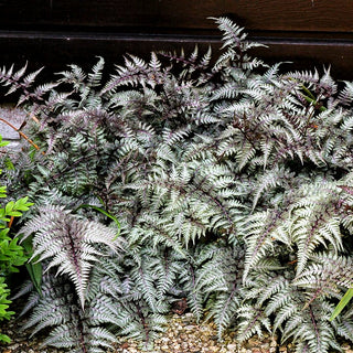 Japanischer Regenbogenfarn 'Metallicum' (Athyrium niponicum)