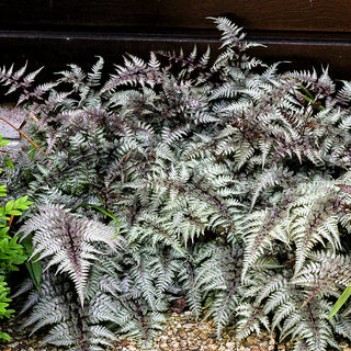 Japanischer Regenbogenfarn 'Metallicum' (Athyrium niponicum)