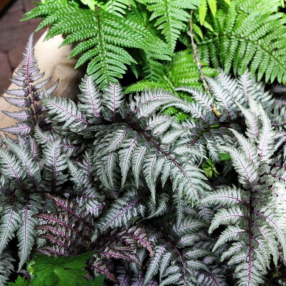 Japanischer Regenbogenfarn 'Metallicum' (Athyrium niponicum)