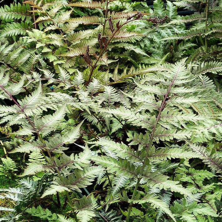Japanischer Regenbogenfarn 'Metallicum' (Athyrium niponicum)