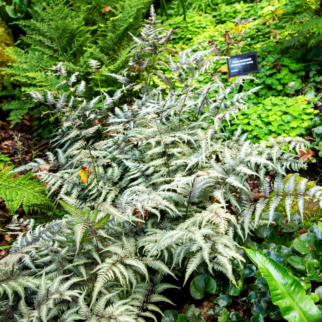 Japanischer Regenbogenfarn 'Metallicum' (Athyrium niponicum)