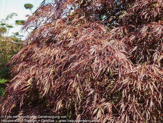 Japanischer Schlitz-Ahorn 'Inaba-shidare' (Acer palmatum)