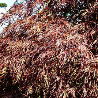 Japanischer Schlitz-Ahorn 'Inaba-shidare' (Acer palmatum)