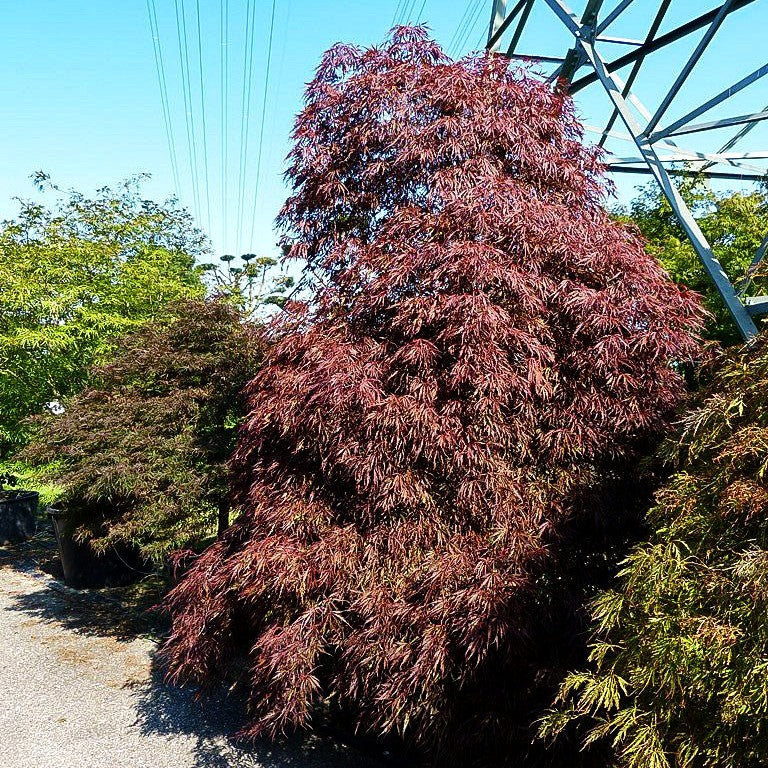 Japanischer Schlitz-Ahorn 'Inaba-shidare' (Acer palmatum)