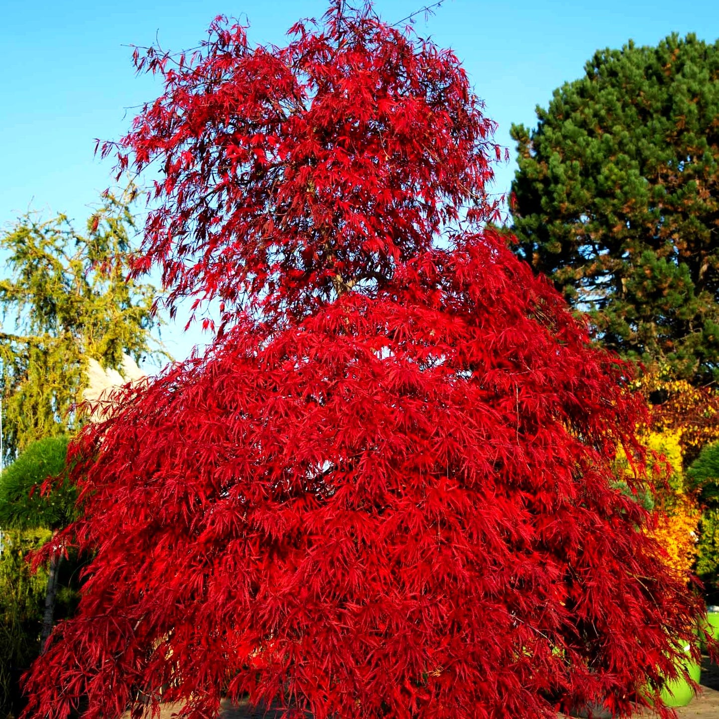 Japanischer Schlitz-Ahorn 'Inaba-shidare' (Acer palmatum)