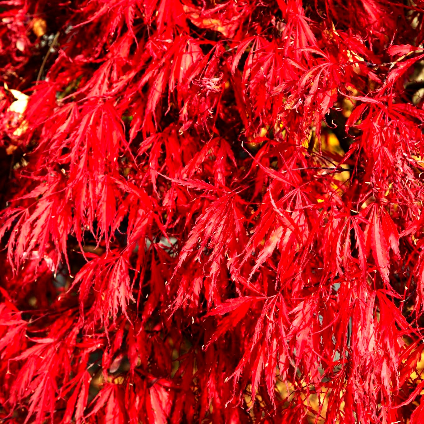 Japanischer Schlitz-Ahorn 'Inaba-shidare' (Acer palmatum)