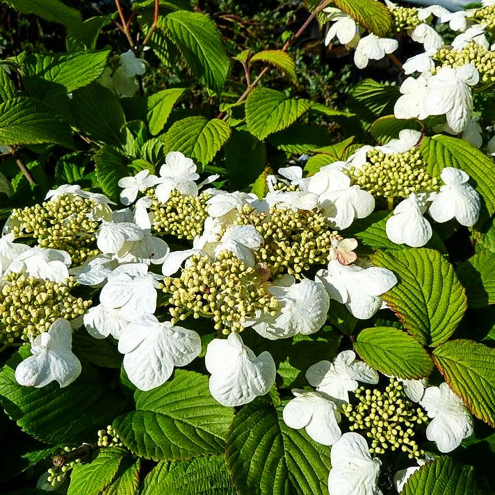 Japanischer Schneeball 'Dart's Red Robin' (Viburnum plicatum)