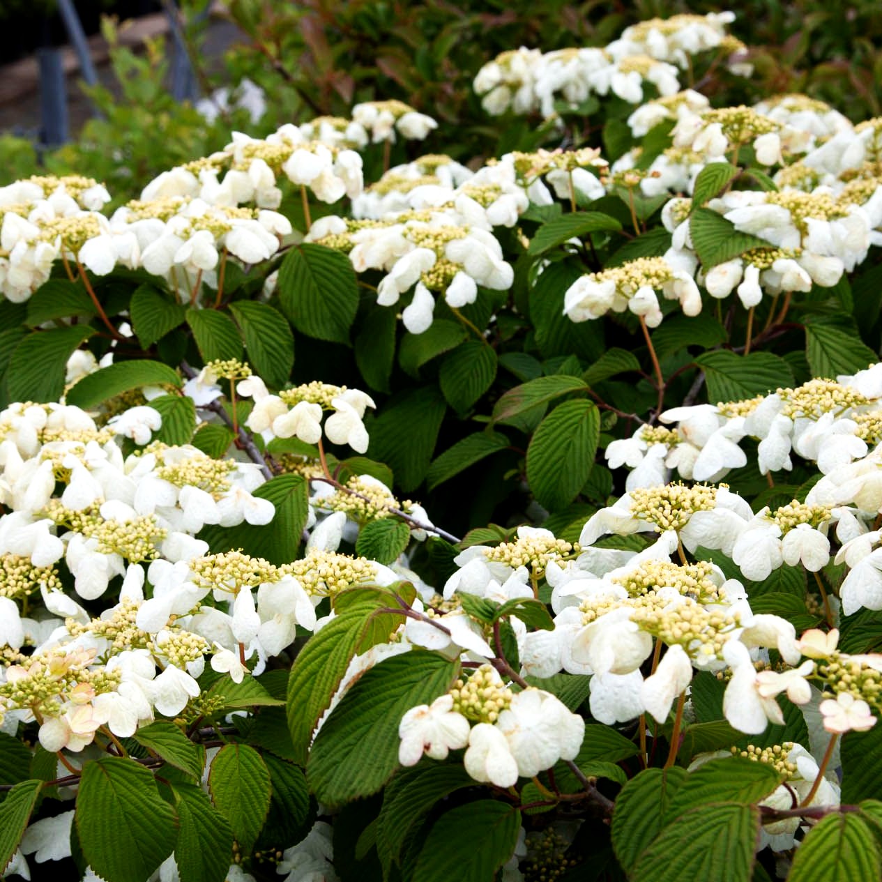 Japanischer Schneeball 'Dart's Red Robin' (Viburnum plicatum)