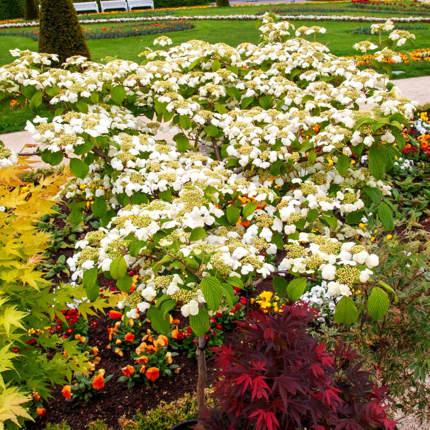 Japanischer Schneeball 'Dart's Red Robin' (Viburnum plicatum)