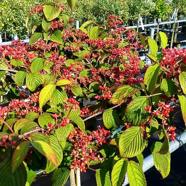 Japanischer Schneeball 'Dart's Red Robin' (Viburnum plicatum)