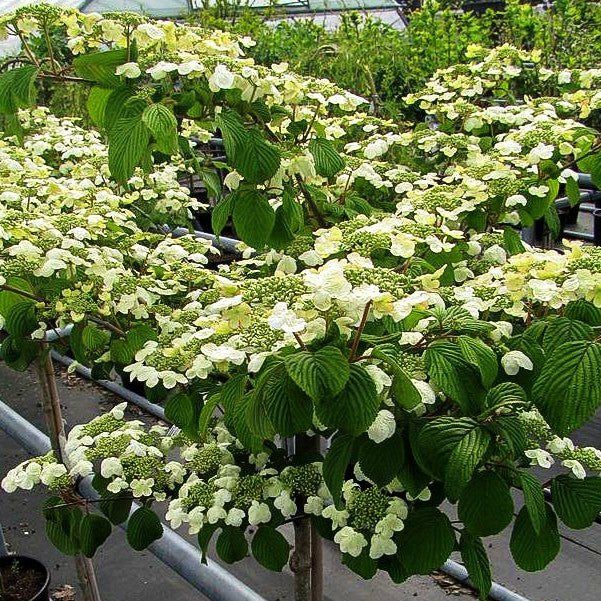 Japanischer Schneeball 'Dart's Red Robin' (Viburnum plicatum)