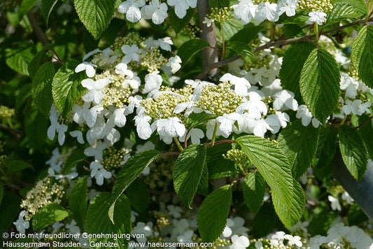 Japanischer Schneeball 'Kilimandjaro' (Viburnum plicatum)