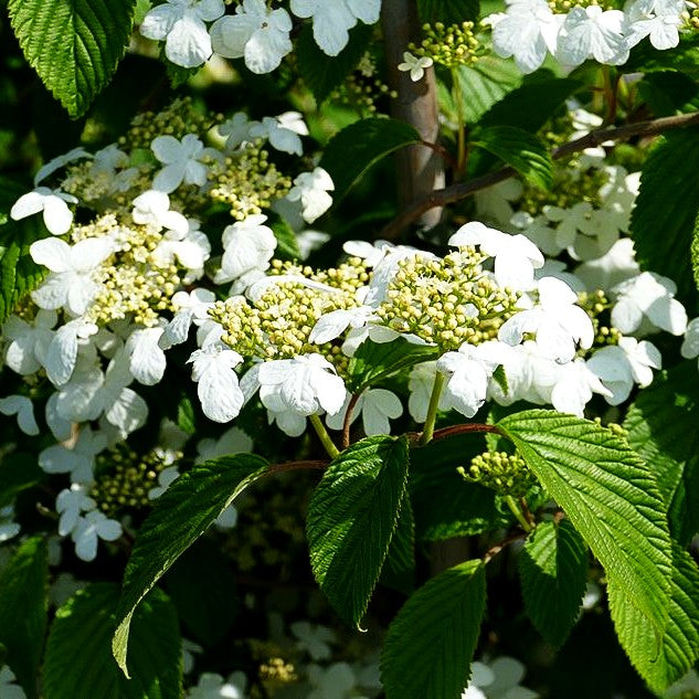 Japanischer Schneeball 'Kilimandjaro' (Viburnum plicatum)