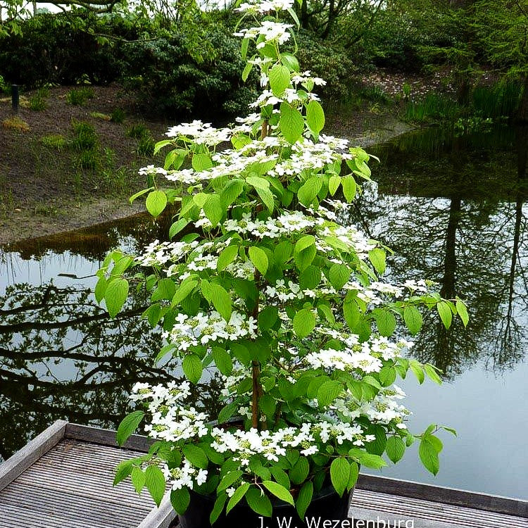 Japanischer Schneeball 'Kilimandjaro' (Viburnum plicatum)
