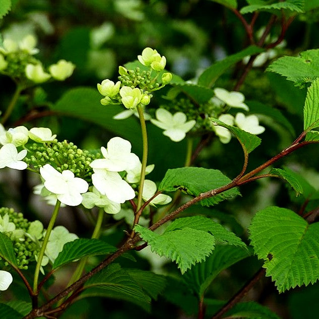Japanischer Schneeball 'Tennessee' (Viburnum plicatum)