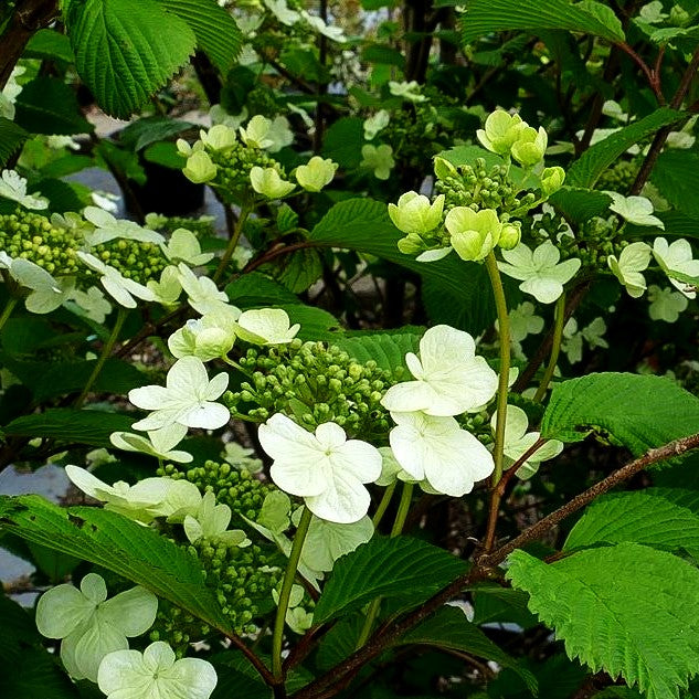 Japanischer Schneeball 'Tennessee' (Viburnum plicatum)