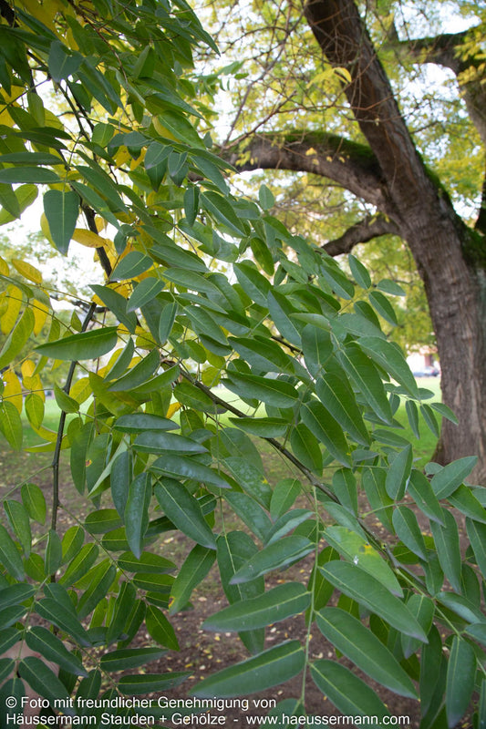 Japanischer Schnurbaum (Sophora japonica)