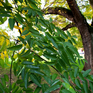 Japanischer Schnurbaum (Sophora japonica)