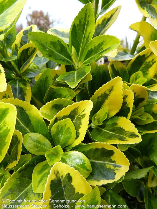 Japanischer Spindelstrauch 'Aureomarginatus' (Euonymus japonicus)