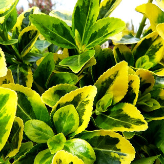 Japanischer Spindelstrauch 'Aureomarginatus' (Euonymus japonicus)