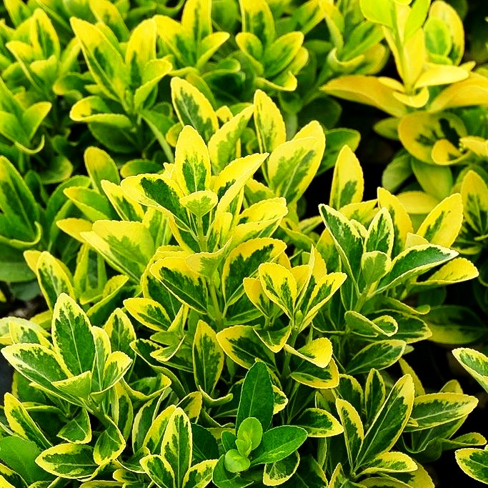 Japanischer Spindelstrauch 'Aureomarginatus' (Euonymus japonicus)