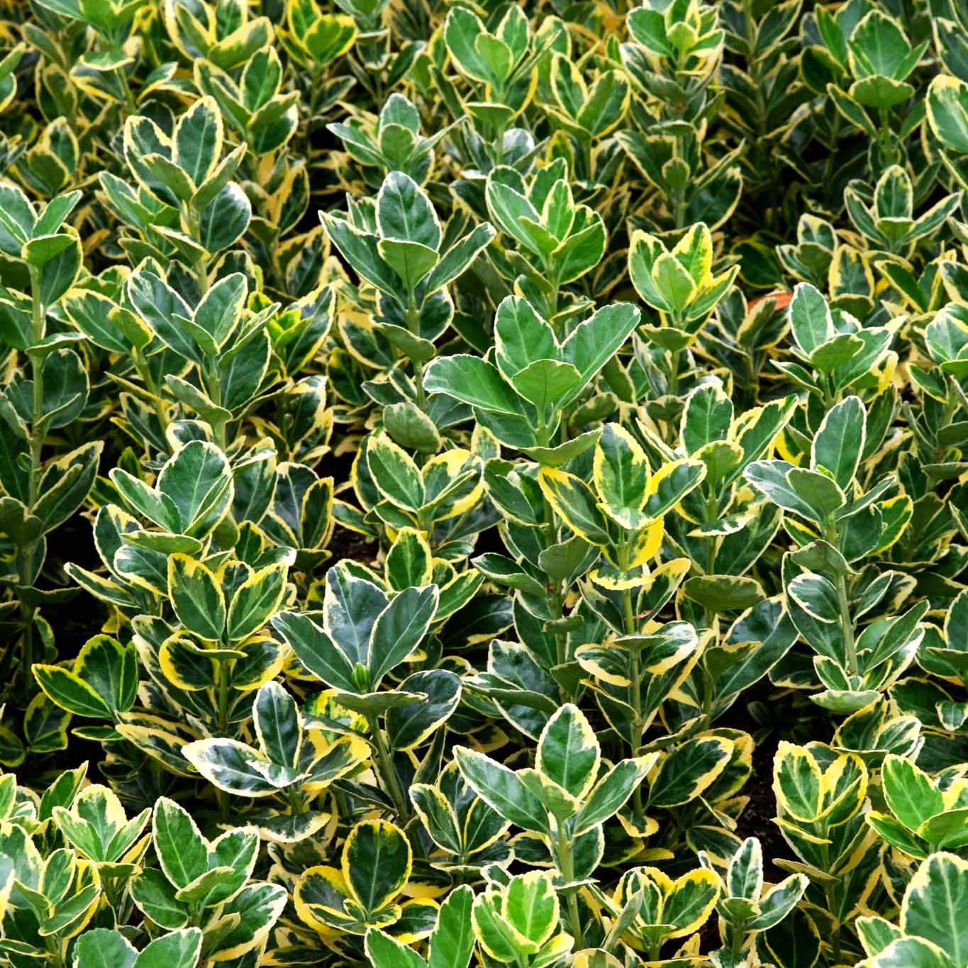 Japanischer Spindelstrauch 'Aureomarginatus' (Euonymus japonicus)