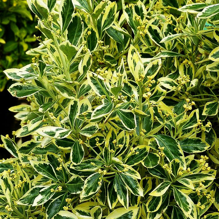 Japanischer Spindelstrauch 'Bravo' (Euonymus japonicus)