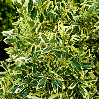 Japanischer Spindelstrauch 'Bravo' (Euonymus japonicus)